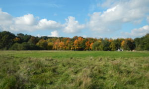 Allens Field