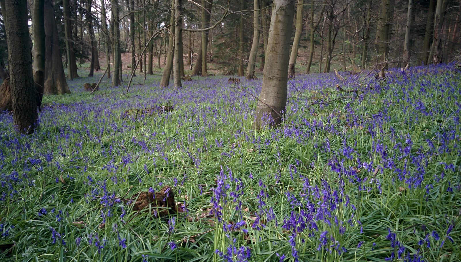 Bluebells at Chantry Wood
