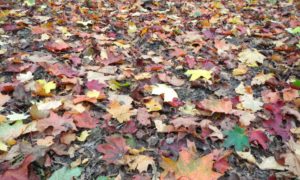 Leaves at Ambarrow Court