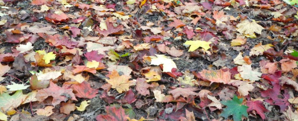 Leaves at Ambarrow Court