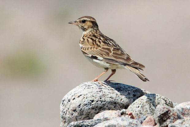 Woodlark