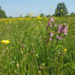 Bassetts Mead picture sent to us by Guy at Hampshire & Isle of Wight Wildlife Trust