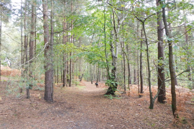 Diamond Ridge Woods