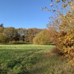 Photo of the meadow surrounded by autumnal trees