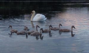 Swans at Swan Lake Park by Ruth Papworth
