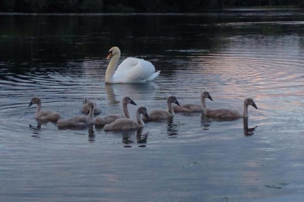 Swans at Swan Lake Park by Ruth Papworth