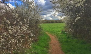 Chobham Water Meadows