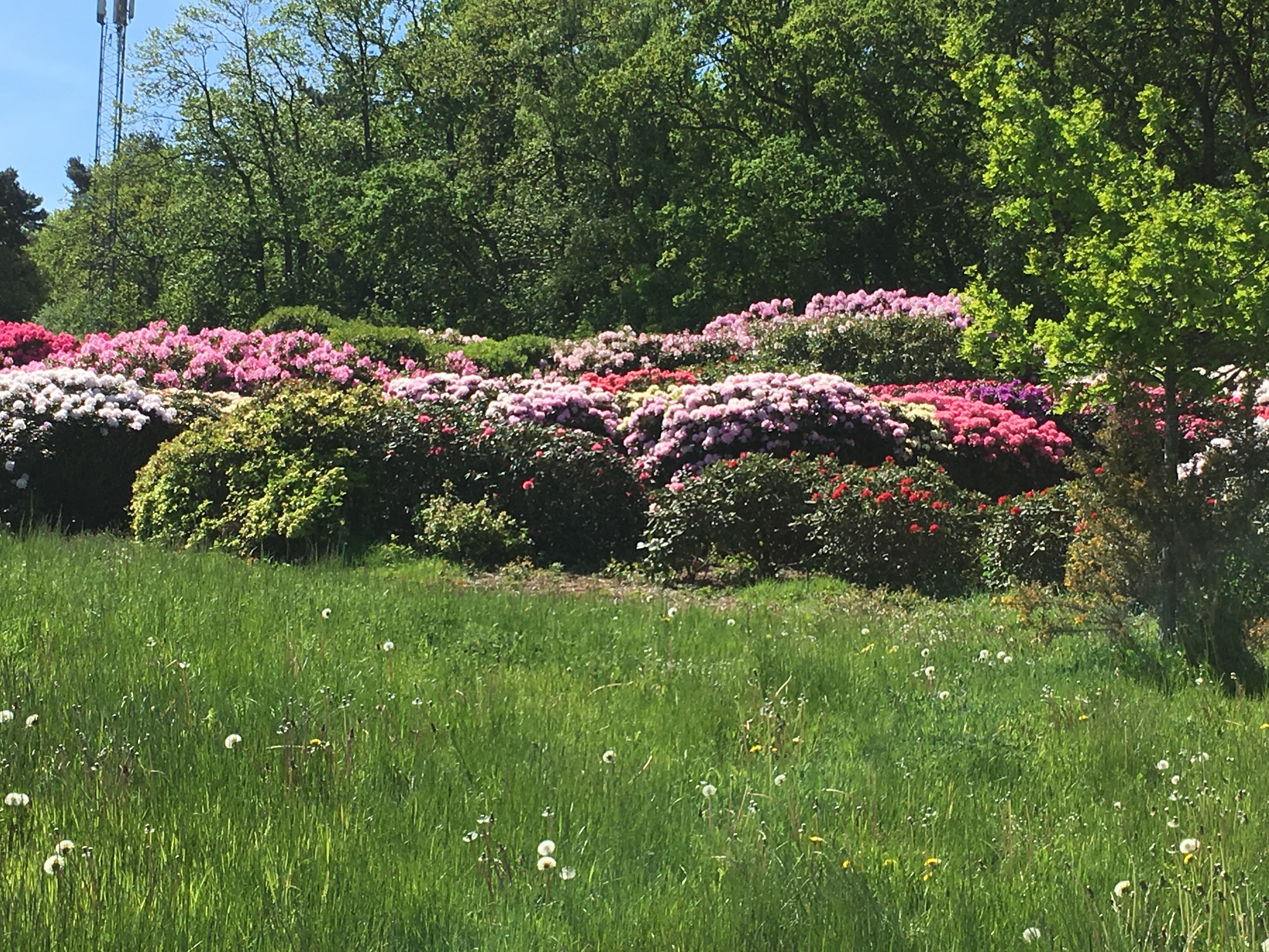 Earlswood Park Thames Basin Heaths