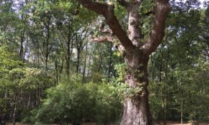 Hare Hill Oak by Mike Taylor