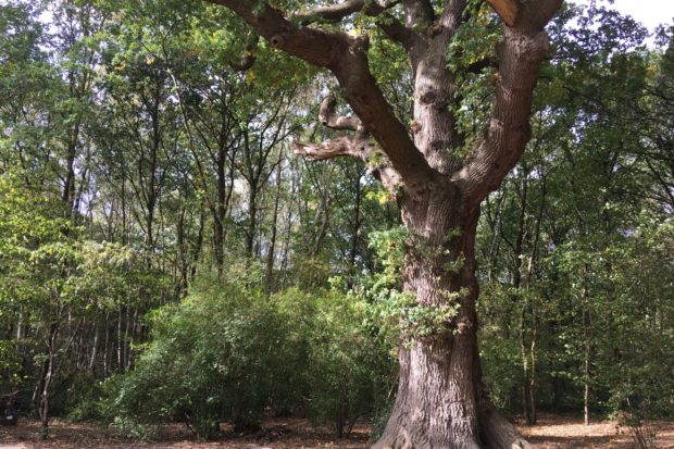 Hare Hill Oak by Mike Taylor