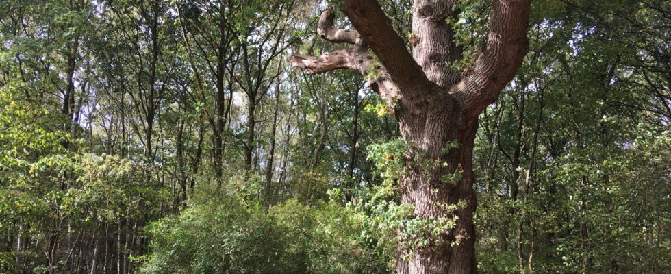 Hare Hill Oak by Mike Taylor