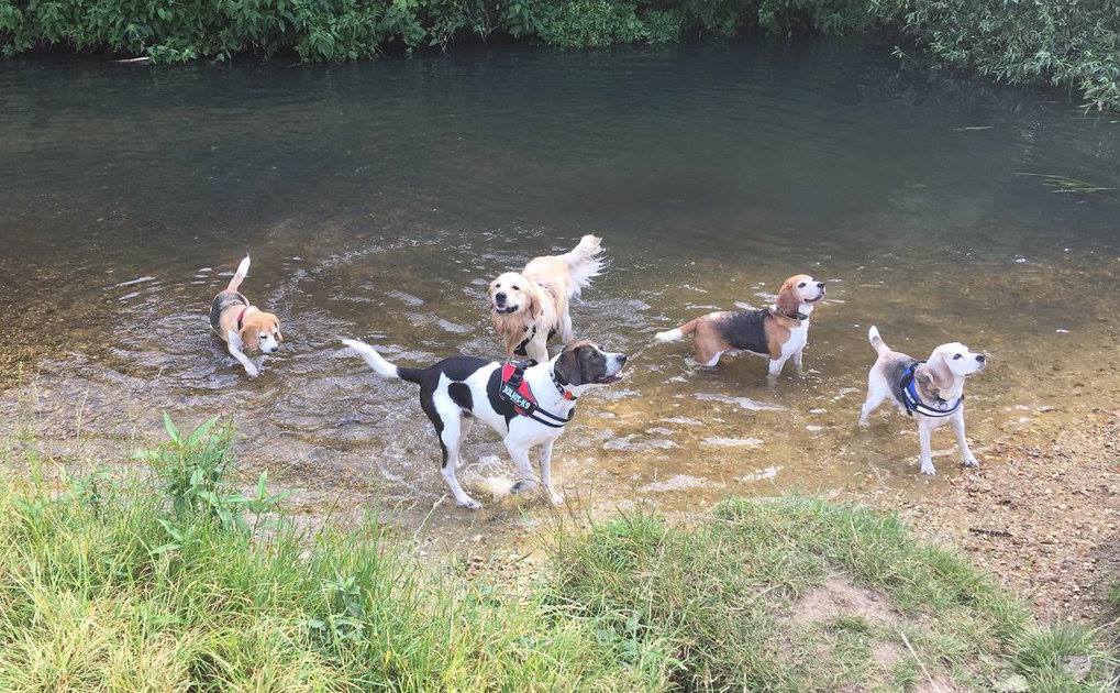 Hawley Meadows & Blackwater Park Thames Basin Heaths