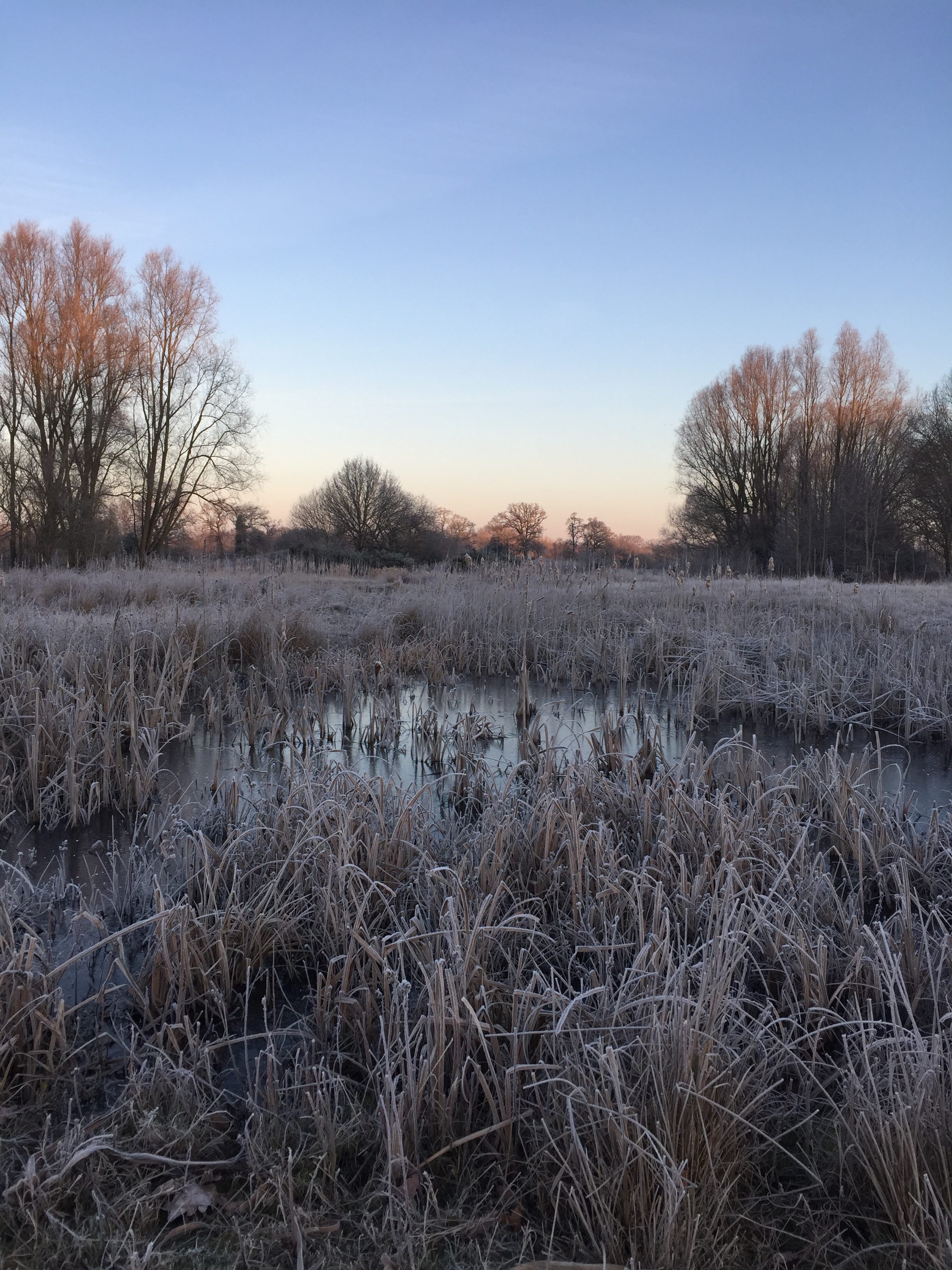 Heather Farm Thames Basin Heaths