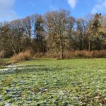 Photo of a frosted meadow, with blue sky behind a woodland skyline.