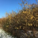 Photo of a frosted meadow with attractive Hazel catkins glowing in the winter sunshine.