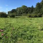 Photo of a green meadow area with trees behind.