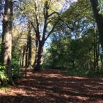 Photo of a shady woodland in early autumn, leaves carpeting the ground.