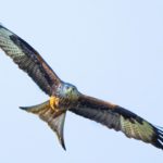 Photograph of a red kite soaring over Heather Farm, kindly sent in by Paul Morshead