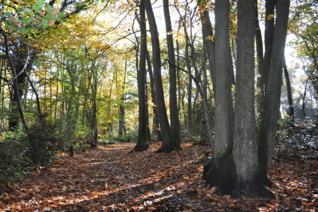 Rowhill Nature Reserve