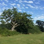 Clares Green Field