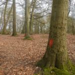 Red paint marking route of historic assault course at Wellesley Woodlands