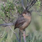 Juvenile Dartford Warbler photographed at Barossa by local photographer Jerry O’Brien