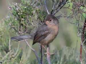 Juvenile Dartford Warbler photographed at Barossa by local photographer Jerry O’Brien