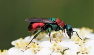 Ruby-tailed wasp by Martin D'Arcy