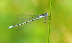 Common Blue Damselfly by Martin D'Arcy