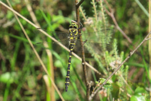 Golden-ringed Dragonfly photographed by Warden Michael at Heath Warren last season