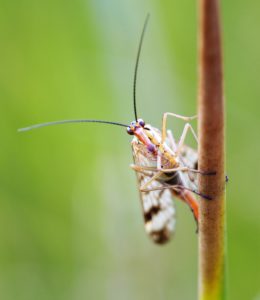 Scorpion Fly by Martin D'Arcy