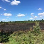 Aftermath of the recent fire at Whitmoor Common, photographed by Warden Dan