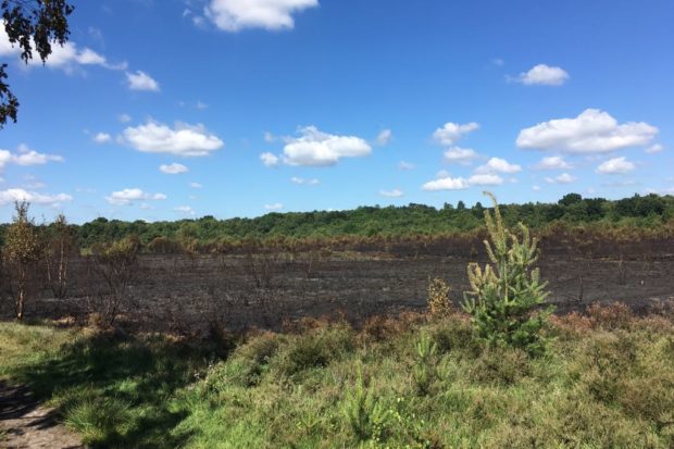 Aftermath of the recent fire at Whitmoor Common, photographed by Warden Dan