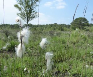 Cotton grass on Whitmoor Common