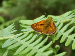 Large Skipper on Barossa