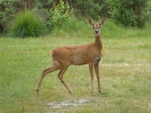 Roe deer on Velmead