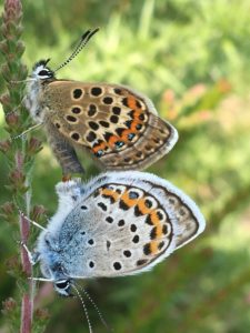 Mating pair of silver-studded Blue butterflies captured by Warden Conor