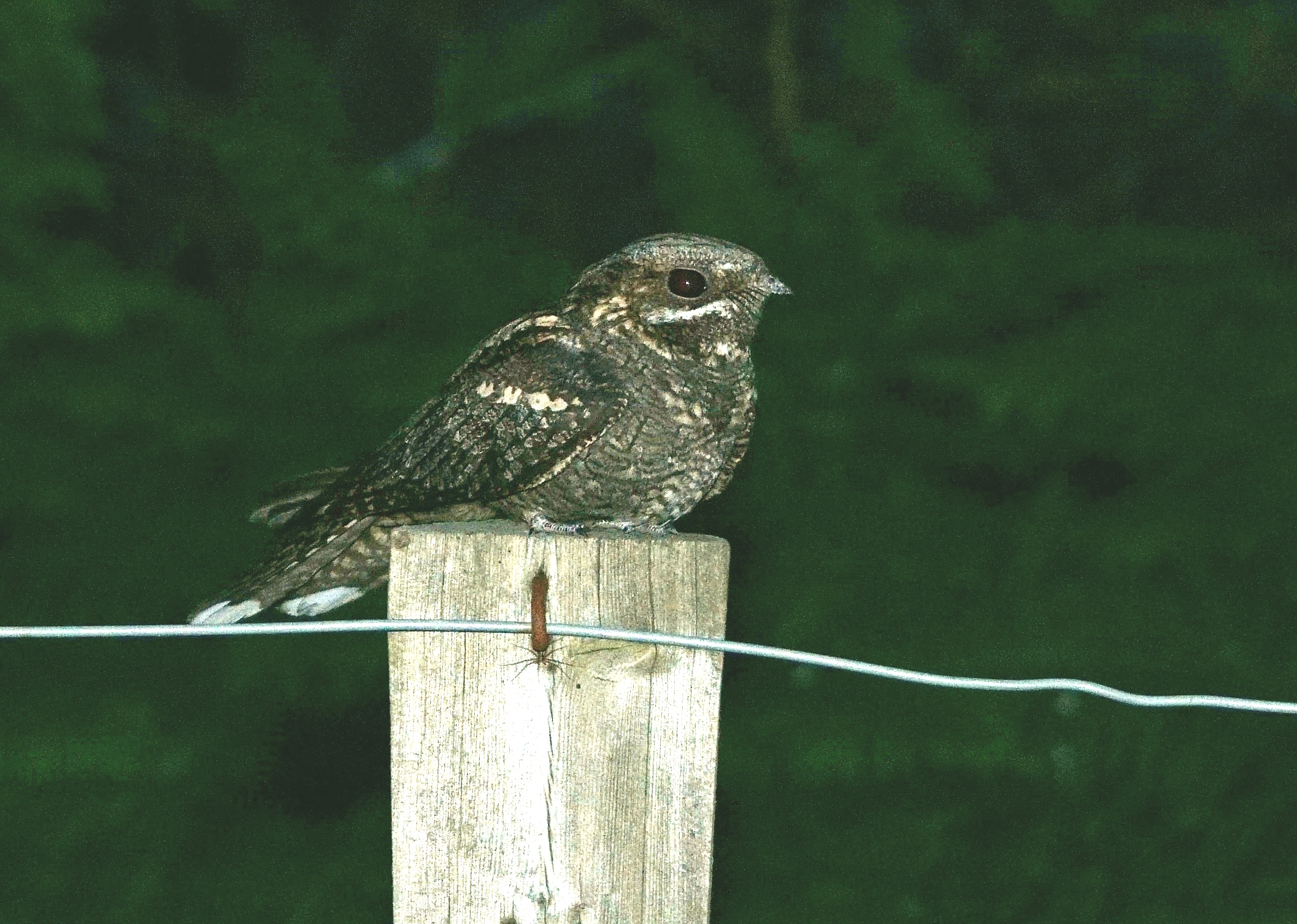 Nightjar at dusk on the Thames Basin Heaths Special Protection Area