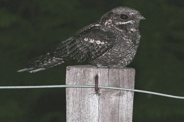 Nightjar at dusk on the Thames Basin Heaths Special Protection Area