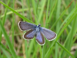 Upper side of silver-studded blue butterfly by Michael Jones