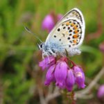 Silver-studded blue by Warden Michael