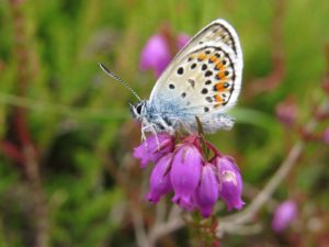 Silver-studded blue by Warden Michael