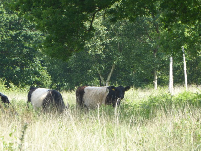 Belted Galloway cattle grazing at Whitmoor Common