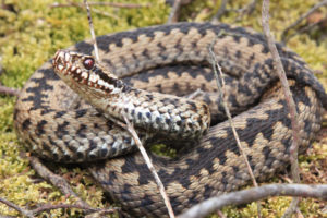 Adder by Rob Solomon