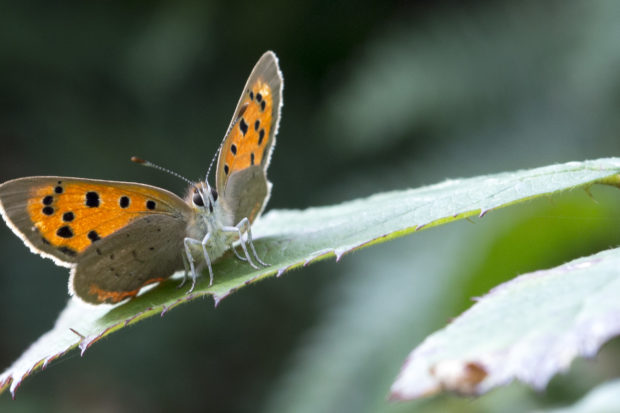 Small Copper butterfly by Jonathan Shavelar