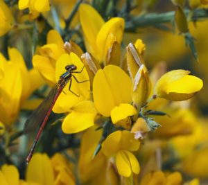 Large Red damselfly by Martin D'Arcy