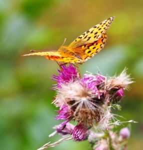 Dark Green Fritillary by former warden Martin D'Arcy