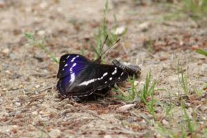 Purple Emperor butterfly by former warden Bryony Davison