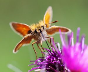 Small Skipper butterfly by Martin D'Arcy