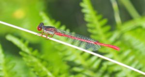 Large Red damselfly by Martin D'Arcy